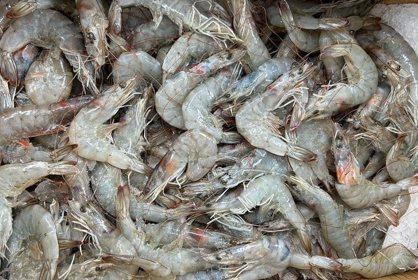 Shrimp (Head-ON)